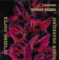 Гладиолус Черная кошка