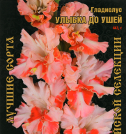Гладиолус Улыбка до ушей 