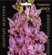 Гладиолус Прага