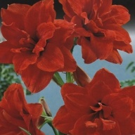 Амариллис махровый  Ред Пикок 