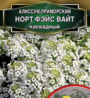 Алиссум приморский Норт Фэйс Вайт "Аэлита"