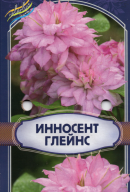 Клематис крупноцветковый Инносент Глейнс. 