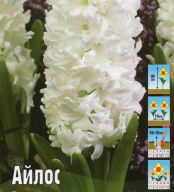 Гиацинт Айлос
