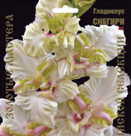 Гладиолус Снегири