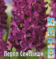 Гиацинт Перпл Сенсейшн