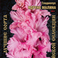 Гладиолус Ядрена Малина