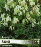 Дицентра  Аврора