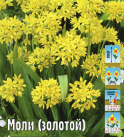Лук декоративный Моли (золотой)