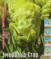 Тюльпан махровый + каскадный Эмеральд Стар