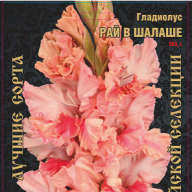 Гладиолус Рай в Шалаше