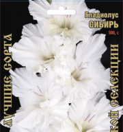 Гладиолус Сибирь