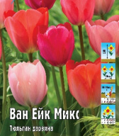 Тюльпан дарвиновский Ван Ейк микс
