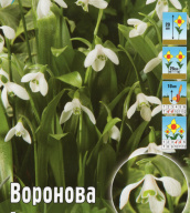 Подснежник Воронова
