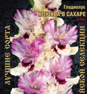 Гладиолус Клюква в сахаре