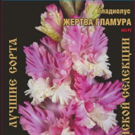 Гладиолус Жертва гламура