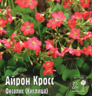 Оксалис Айрон Кросс