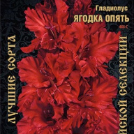 Гладиолус Ягодка опять