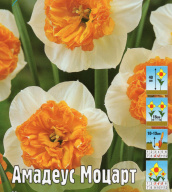 Нарцисс крупнокорончатые  Амадеус Моцарт 