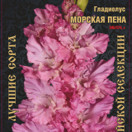  Гладиолус Морская пена