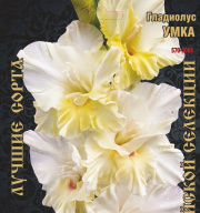 Гладиолус  Умка 