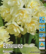 Нарцисс многоцветковый Ёрлишер