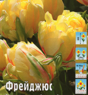 Тюльпан махровый Фрейджюс