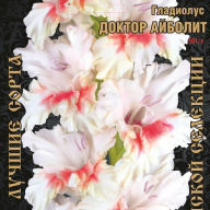 Гладиолус Доктор Айболит