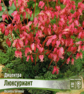 Дицентра Люксуриант 