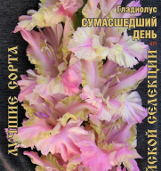Гладиолус Сумасшедший День