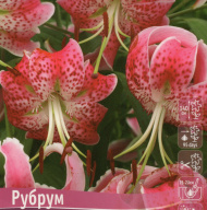 Лилия прекрасная Рубрум 
