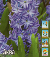 Гиацинт Аква
