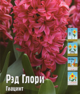 Гиацинт Рэд Глори