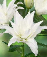 Лилия ROSELILY БЕРКЕЛЕЙ