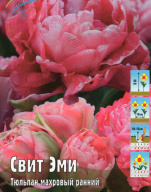 Тюльпан махровый Свит Эми