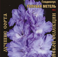 Гладиолус Голубая Метель